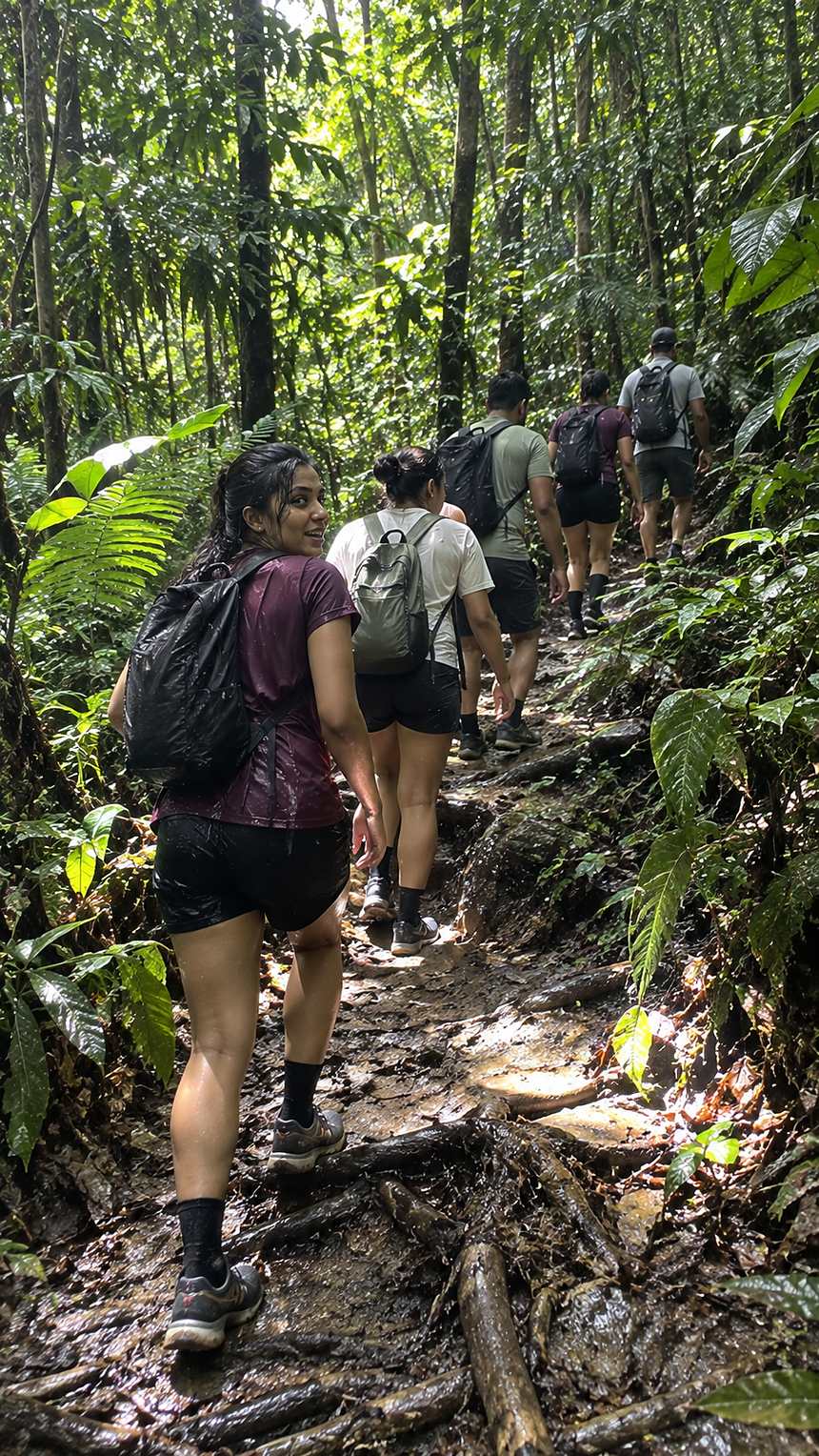 A group trekking up a rainforest trail